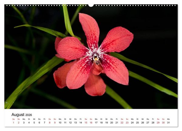 Produktbild: Vielfalt der Orchideen (Wandkalender 2026 DIN A2 quer), CALVENDO Monatskalender