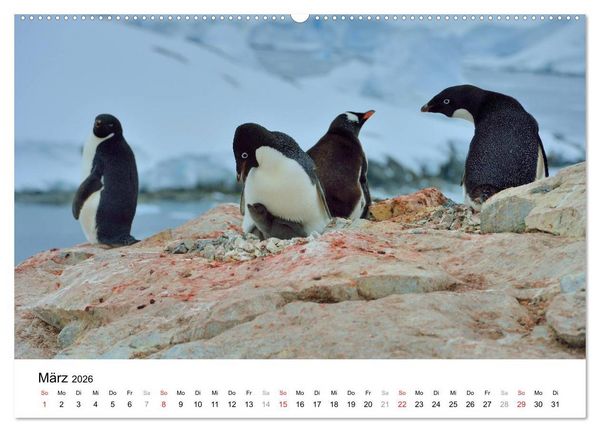 Produktbild: Im Reich der Pinguine (Wandkalender 2026 DIN A2 quer), CALVENDO Monatskalender