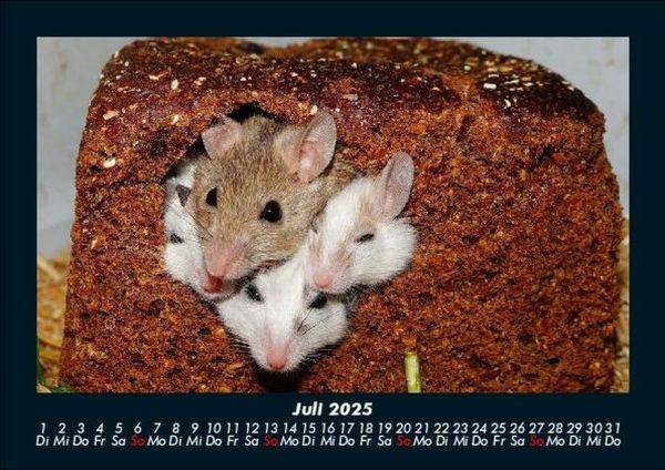 Produktbild: Haustierkalender 2025 Fotokalender DIN A5