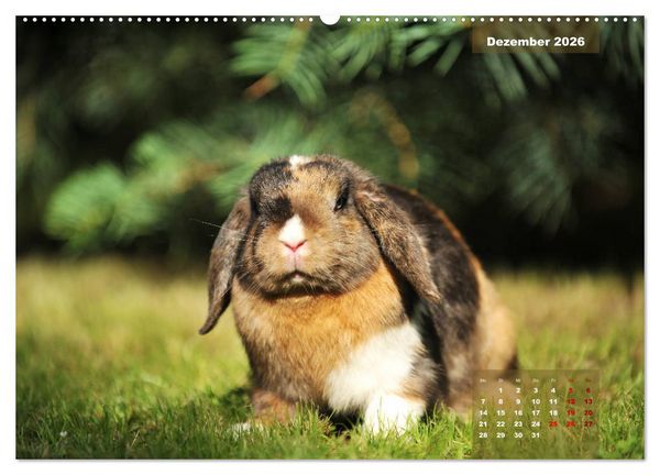 Produktbild: Kaninchen klein und putzig (Wandkalender 2026 DIN A2 quer), CALVENDO Monatskalender