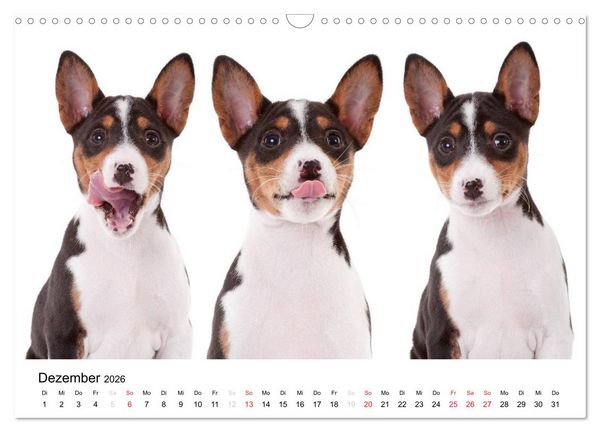 Produktbild: Allerliebste Basenji Welpen 2026 (Wandkalender 2026 DIN A3 quer), CALVENDO Monatskalender