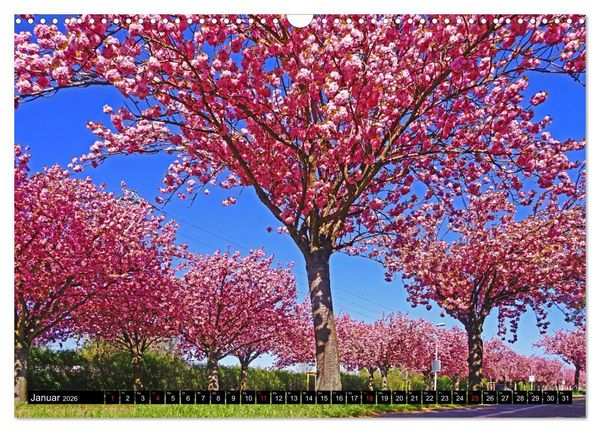 Produktbild: Fr&uuml;hling in Magdeburg (Wandkalender 2026 DIN A3 quer), CALVENDO Monatskalender