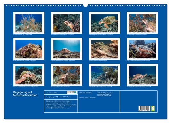 Produktbild: Begegnung mit Meeresschildkr&ouml;ten (Wandkalender 2026 DIN A2 quer), CALVENDO Monatskalender
