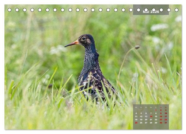 Produktbild: Naturparadies Nordstrand und Beltringharder Koog (Tischkalender 2026 DIN A5 quer), CALVENDO Monatskalender