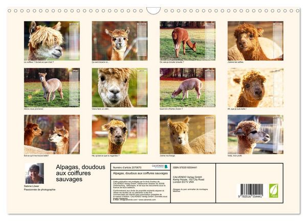 Produktbild: Alpagas, doudous aux coiffures sauvages (Calendrier mural 2026 DIN A3 vertical), CALVENDO calendrier mensuel