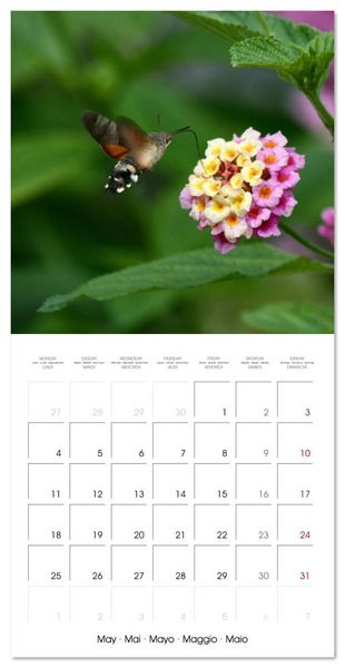 Produktbild: WILD GARDEN ANIMALS (Wall Calendar 2026 12 &times; 12 Inch) CALVENDO 12 Month Wall Calendar