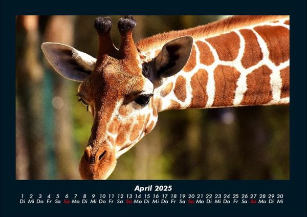 Produktbild: Giraffen 2025 Fotokalender DIN A4