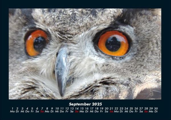 Produktbild: Welt der Tiere 2025 Fotokalender DIN A4