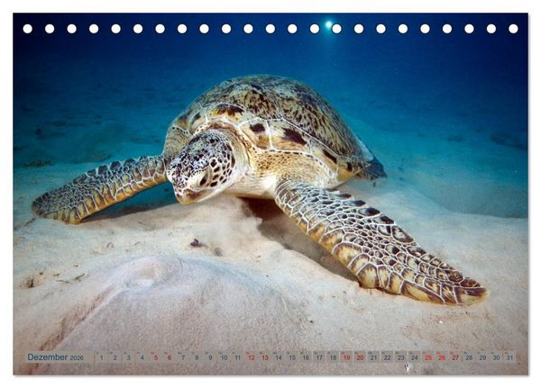 Produktbild: Tauchen, Fische und Meer (Tischkalender 2026 DIN A5 quer), CALVENDO Monatskalender