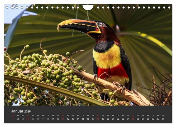 Produktbild: Wildlife Pantanal 2026 (Wandkalender 2026 DIN A4 quer), CALVENDO Monatskalender