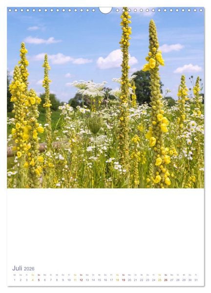 Produktbild: Sch&ouml;ne Wegwarten. Heimische Heilpflanzen am Wegesrand (Wandkalender 2026 DIN A3 hoch), CALVENDO Monatskalender