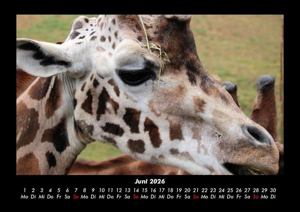 Produktbild: Tiere in der Wildnis 2026 Fotokalender DIN A3