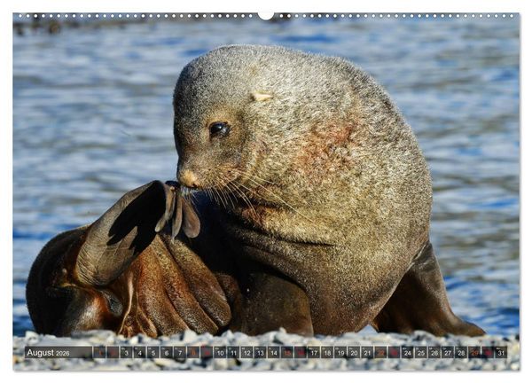 Produktbild: Tierparadies S&uuml;dpolarmeer (hochwertiger Premium Wandkalender 2026 DIN A2 quer), Kunstdruck in Hochglanz