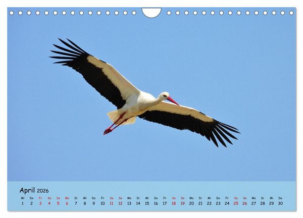 Produktbild: Faszination Zugv&ouml;gel - Rekorde in der Vogelwelt (Wandkalender 2026 DIN A4 quer), CALVENDO Monatskalender