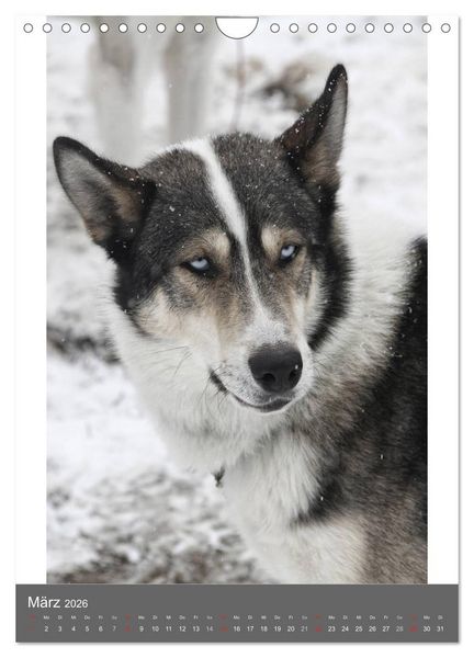 Produktbild: Huskies - Portraits im Schnee (Wandkalender 2026 DIN A4 hoch), CALVENDO Monatskalender