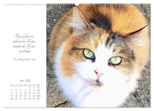 Produktbild: Catlovers - Ein Jahr voller Samtpfoten und charmanten Weisheiten (Wandkalender 2026 DIN A2 quer), CALVENDO Monatskalender