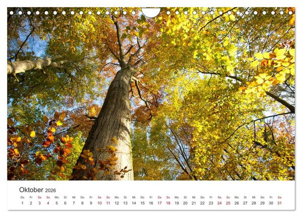 Produktbild: Im Deutschen Wald (Wandkalender 2026 DIN A4 quer), CALVENDO Monatskalender
