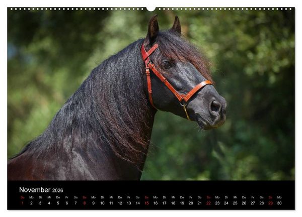 Produktbild: Spaniens stolze Pferde (hochwertiger Premium Wandkalender 2026 DIN A2 quer), Kunstdruck in Hochglanz