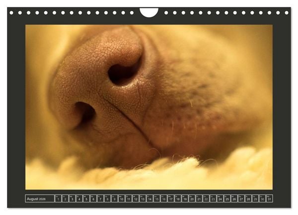 Produktbild: Weimaraner - Ein Welpenjahr (Wandkalender 2026 DIN A4 quer), CALVENDO Monatskalender