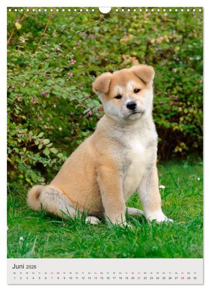 Produktbild: Hundewelpen (Wandkalender 2026 DIN A3 hoch), CALVENDO Monatskalender
