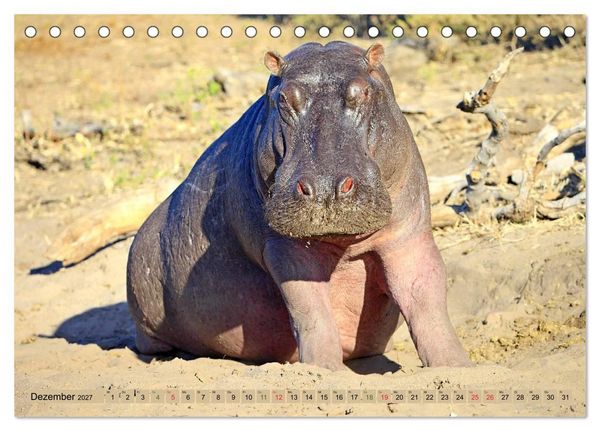Produktbild: Hippos - Begegnungen in Afrika (Tischkalender 2027 DIN A5 quer), CALVENDO Monatskalender
