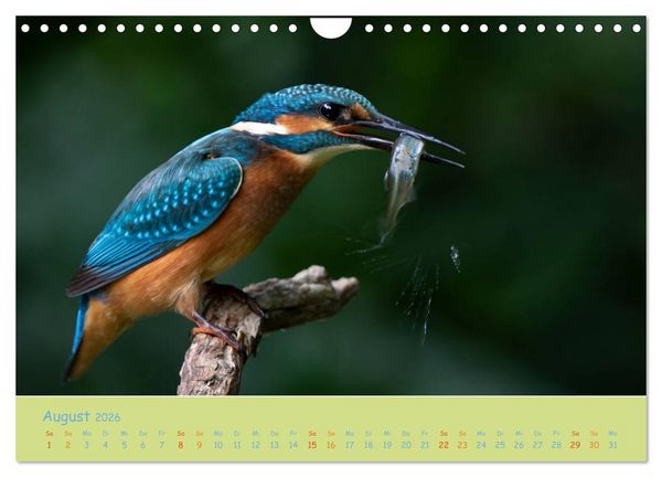 Produktbild: Eisv&ouml;gel, faszinierende kleine Flieger. (Wandkalender 2026 DIN A4 quer), CALVENDO Monatskalender