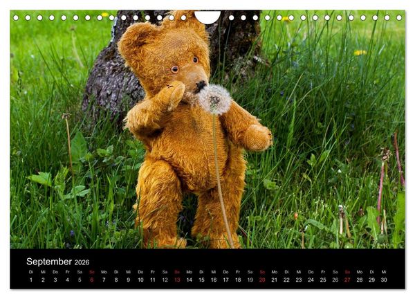 Produktbild: Teddy Basse, Fortsetzung... (Wandkalender 2026 DIN A4 quer), CALVENDO Monatskalender