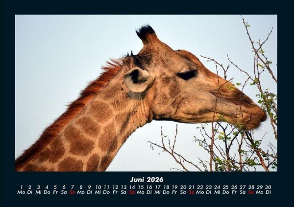 Produktbild: Giraffen 2026 Fotokalender DIN A4