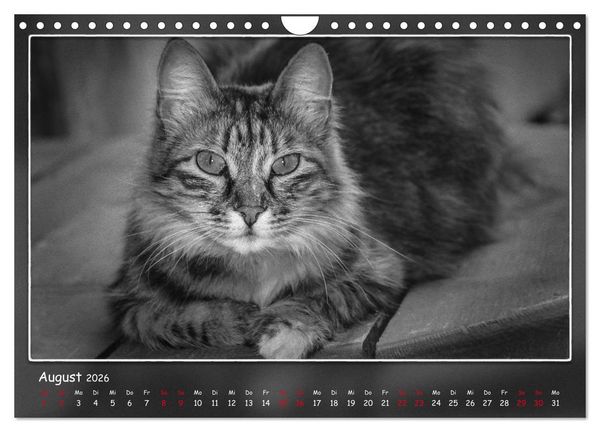 Produktbild: Tieren ins Gesicht geschaut (Wandkalender 2026 DIN A4 quer), CALVENDO Monatskalender