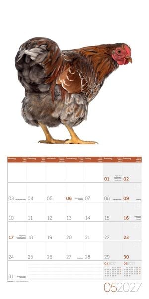 Produktbild: Verr&uuml;ckte H&uuml;hner Kalender 2027 - 30x30 - Art12