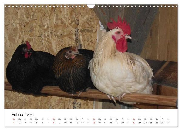 Produktbild: Bauernhoftiere (Wandkalender 2026 DIN A3 quer), CALVENDO Monatskalender