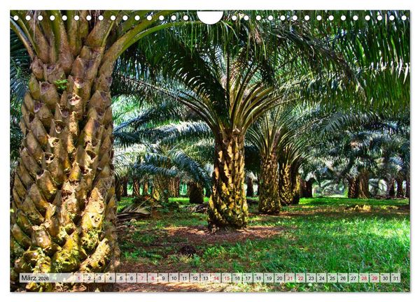 Produktbild: S&atilde;o Tom&eacute; - Inselparadies am &Auml;quator (Wandkalender 2026 DIN A4 quer), CALVENDO Monatskalender