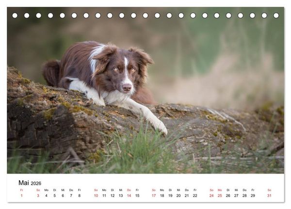 Produktbild: Border Collie - Bunt und clever! (Tischkalender 2026 DIN A5 quer), CALVENDO Monatskalender