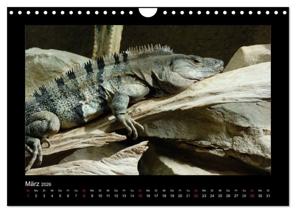 Produktbild: Faszinierende Reptilien (Wandkalender 2026 DIN A4 quer), CALVENDO Monatskalender