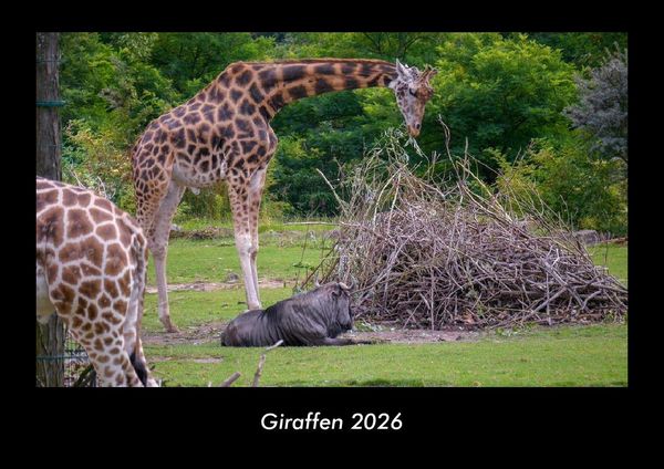 Giraffen 2026 Fotokalender DIN A3
