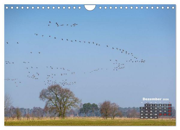 Produktbild: Die Dingdener Heide im Wandel der Jahreszeiten (Wandkalender 2026 DIN A4 quer), CALVENDO Monatskalender