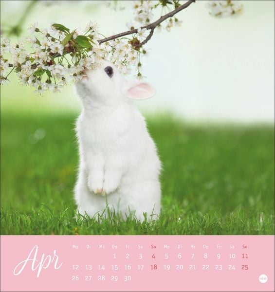 Produktbild: S&uuml;&szlig;e Kaninchen Postkartenkalender 2027