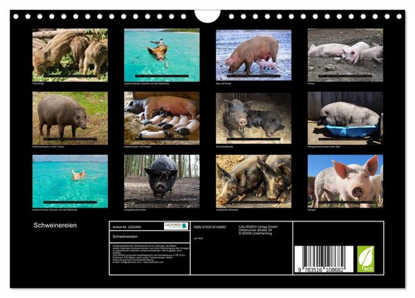 Produktbild: Schweinereien (Wandkalender 2026 DIN A4 quer), CALVENDO Monatskalender