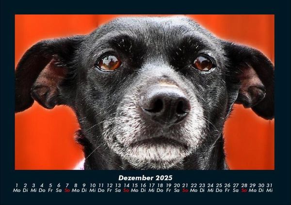 Produktbild: Welpen 2025 Fotokalender DIN A4