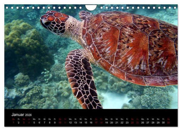 Produktbild: Australian Wildlife (Wandkalender 2026 DIN A4 quer), CALVENDO Monatskalender