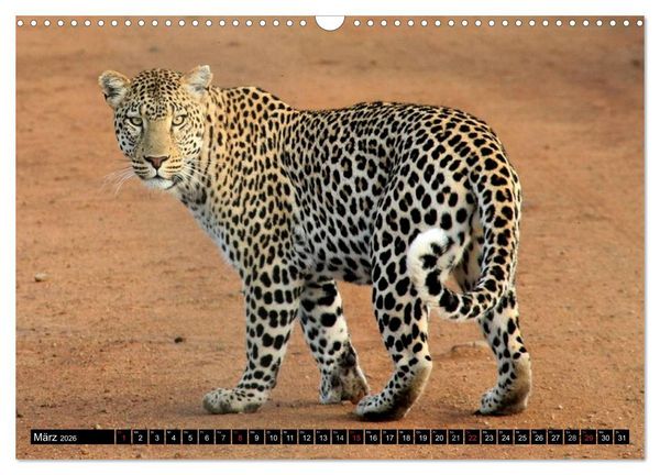 Produktbild: Die Lautlosen. Geparden und Leoparden (Wandkalender 2026 DIN A3 quer), CALVENDO Monatskalender