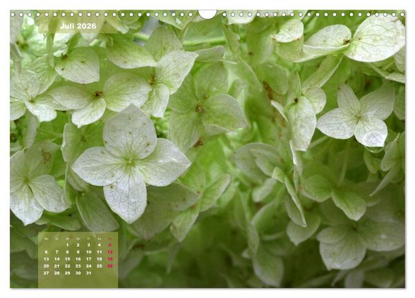 Produktbild: Himmlische Hortensien (Wandkalender 2026 DIN A3 quer), CALVENDO Monatskalender