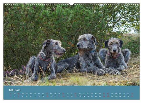 Produktbild: Irische Wolfshunde (hochwertiger Premium Wandkalender 2026 DIN A2 quer), Kunstdruck in Hochglanz
