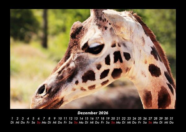 Produktbild: Giraffen 2026 Fotokalender DIN A3