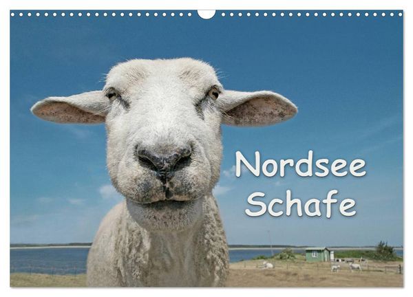 Produktbild: Nordsee Schafe (Wandkalender 2026 DIN A3 quer), CALVENDO Monatskalender