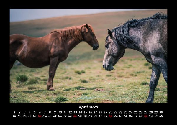 Produktbild: Pferdegefl&uuml;ster 2025 Fotokalender DIN A3