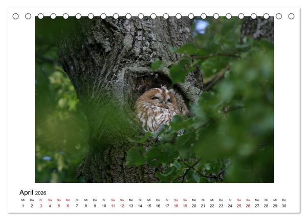 Produktbild: Nymphenburger Park (Tischkalender 2026 DIN A5 quer), CALVENDO Monatskalender