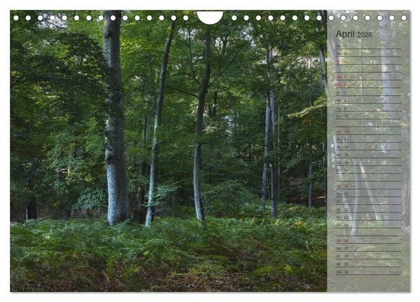Produktbild: Unser Wald - Magische Sichten in norddeutsche W&auml;lder / Geburtstagskalender (Wandkalender 2026 DIN A4 quer), CALVENDO Monatskalender