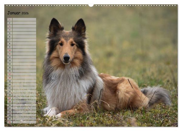 Produktbild: Highland Hawk Fame - Ein Collie begleitet durch das Jahr (Wandkalender 2026 DIN A2 quer), CALVENDO Monatskalender
