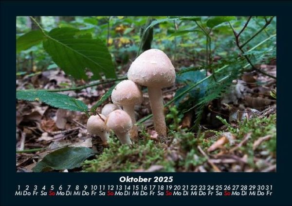 Produktbild: Pilzkalender 2025 Fotokalender DIN A5